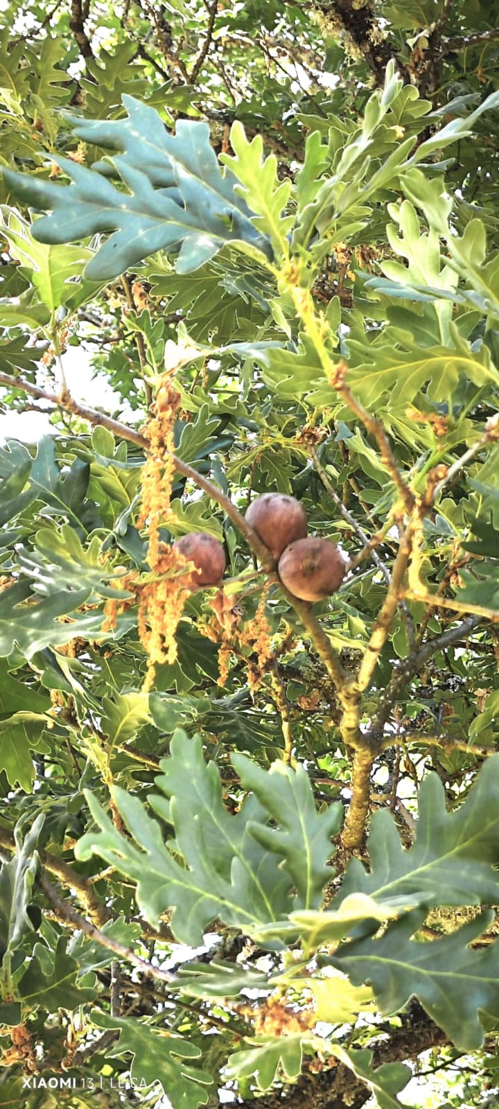 Miel de Bosque - 500g - Imagen 2